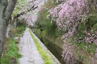 На изображении может находиться растение Ditch Flower Blossom Human Person Cherry Blossom На улице и дорожка