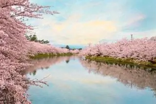 На изображении может находиться цветок цветущей вишни и цветок