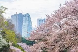 Изображение может содержать цветок цветка растения и цветение вишни