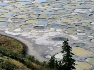 На изображении может находиться дерево Растение Пихта Пихта Пихта Каменная плита Ковер Хвойная дорожка Дорожка Сланец На улице Пейзаж и природа