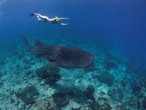 На изображении может находиться Water Diver Diver Sport Sports Outdoors Snorkeling Nature Animal and Fish