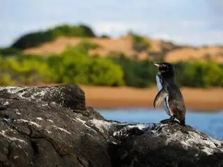 На изображении может находиться птица, животное и пингвин. На изображении может находиться птица, животное и пингвин.