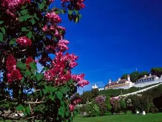 На изображении может находиться трава растение на открытом воздухе сад газон цветок и цветок