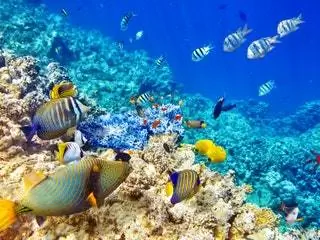 На изображении может находиться Вода Животные Рыбы Морская жизнь Рыба-ангел Океан На открытом воздухе Природа Море Aquatic Reef and Coral Reef