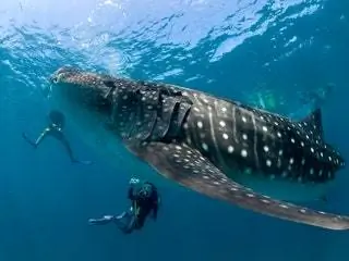 На изображении может находиться вода человек человек на открытом воздухе спорт спорт животное морская жизнь акула рыба дайвинг и дайвер