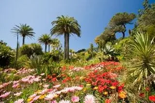 На изображении может находиться летнее растение на открытом воздухе садовый цветок и цветок