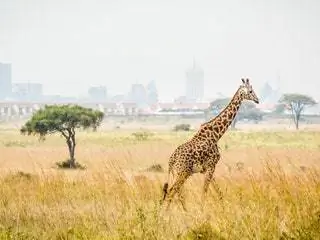 На изображении может находиться на улице лугопастбищные угодья природа саванна полевое животное жираф живая природа млекопитающие растительность и растения