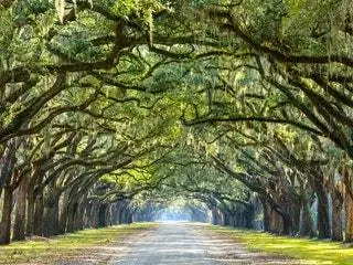 На изображении может находиться растение дерево ствол дерева и дорога