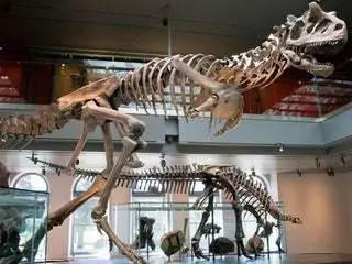 Изображение может содержать животное динозавр рептилия и скелет