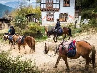 На изображении может находиться животное млекопитающее лошадь человек конный спорт грунтовая дорога гравий на улице и природа