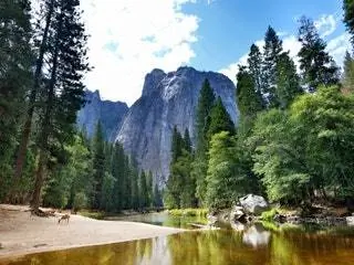 На изображении может находиться растение дерево пихта Abies природа на улице хвойная вода и сосна