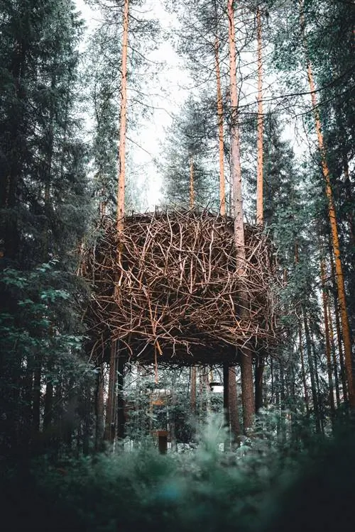 Treehotel птичье гнездо