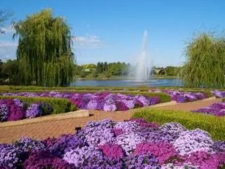На изображении может находиться водяное растение на улице и трава