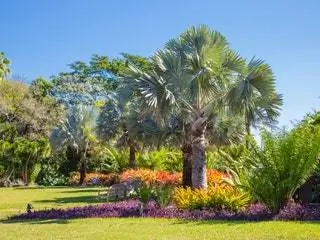 На изображении может находиться лето растение трава дерево на улице пальма Arecaceae сад и беседка