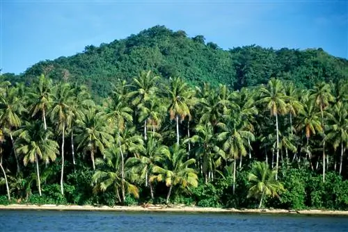 На изображении может находиться на улице природа Земля Растительность Растительность Лето Тропики Океан Море Вода и дерево