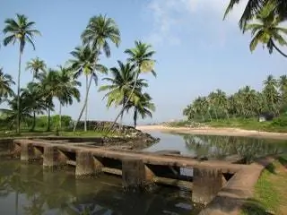 Это изображение может содержать летнее тропическое растение Arecaceae и пальмовое дерево.