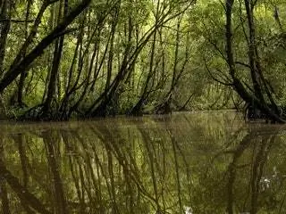 На изображении может находиться на улице Природа Земля Вода Растительность Растение Дерево Лес Лесистая местность Болото Болото Марш и Роща