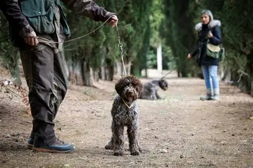 Мужчина держит собаку на поводке. женщина размыта, держа собаку на поводке