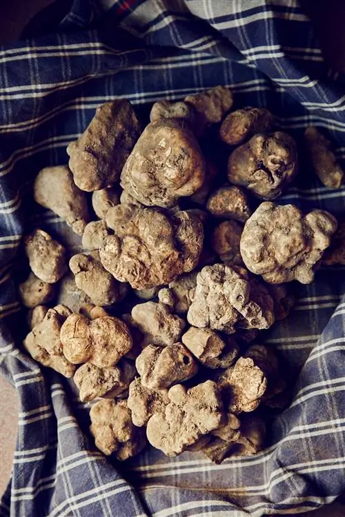 трюфельные грибы