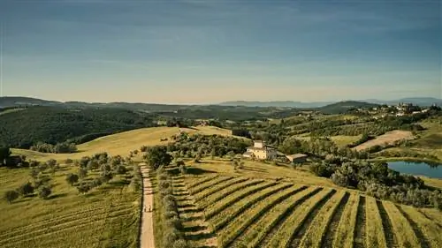 После спада пандемии снова началась охота за трюфелями