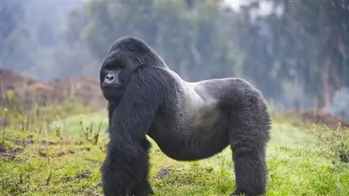 5 причин посетить Руанду прямо сейчас