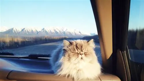 9 вещей, которые нужно знать перед поездкой с домашними животными