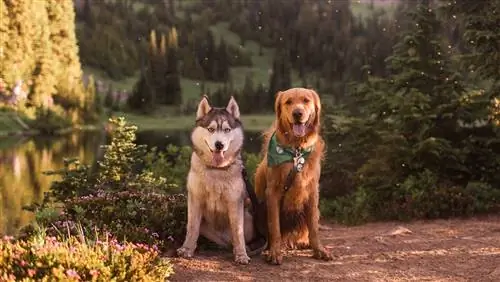 Это изображение может содержать животное собака млекопитающее домашнее животное собака и золотистый ретривер