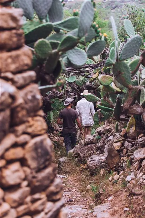 двое мужчин, идущих между огромным кактусом опунции. головные уборы