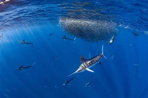 подводное фото рыбы