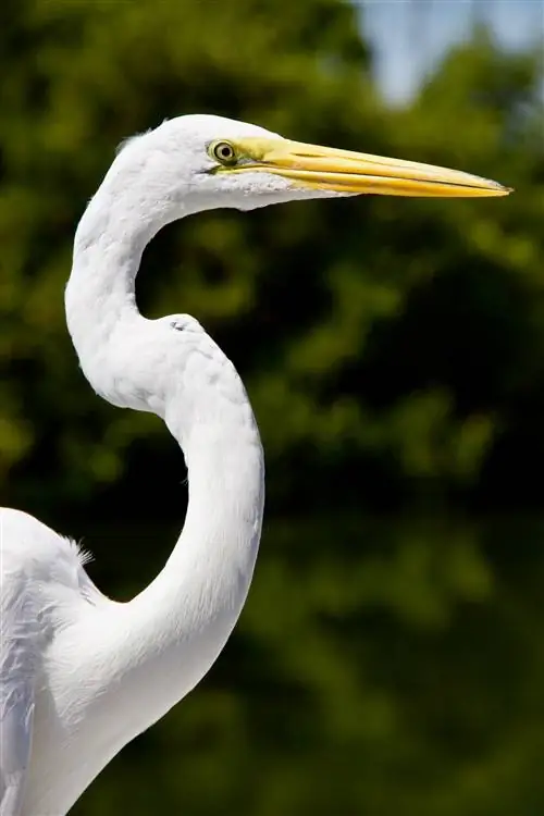 Снежная белая цапля Исламорада, Флорида-Кис, США.