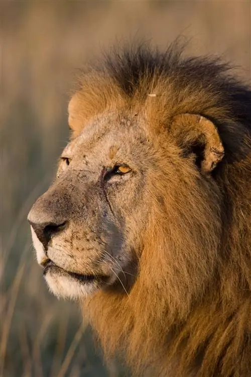 Крупный план головы льва