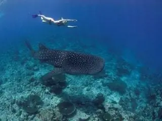 На изображении может находиться Water Diver Diver Sport Sports Outdoors Snorkeling Nature Animal and Fish