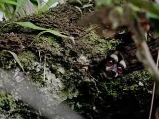 На изображении может находиться животное дикая природа млекопитающие и лемур