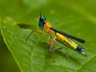 На изображении может находиться животное беспозвоночное насекомое и сверчок