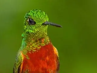 Это изображение может содержать животных, птиц и колибри.