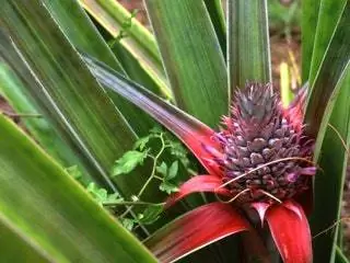 На изображении может находиться растение, фрукты, еда и ананас