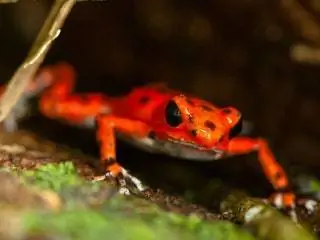 На изображении может находиться животное Дикая природа Лягушка Амфибия Морепродукты Еда Лобстер и морская жизнь