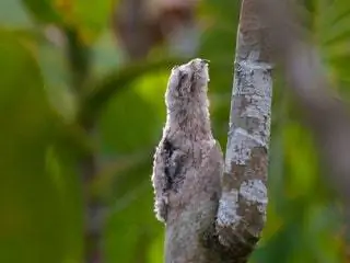 Изображение может содержать растение и дерево