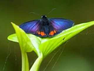 На изображении может находиться животное беспозвоночное животное бабочка и насекомое