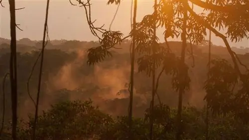 20 потрясающих видов из джунглей Латинской Америки