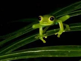 Это изображение может содержать животное Дикая природа Амфибия Лягушка Рептилия Ящерица и Древесная лягушка