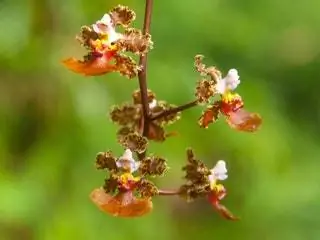 Это изображение может содержать растения и пыльцу.