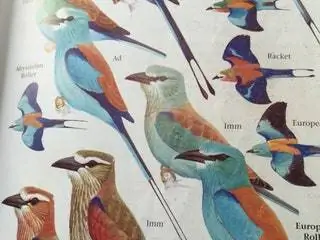 Это изображение может содержать животное птица сойка синяя птица и искусство