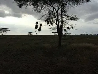 На изображении может находиться на улице Природа Луг Поле Саванна Ландшафт Дерево Растение и силуэт