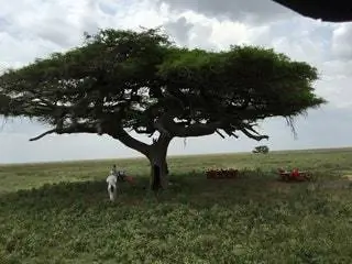 На изображении может находиться растение дерево ствол дерева человек на улице и в поле