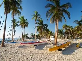 На изображении может находиться летнее тропическое растение Arecaceae и пальма