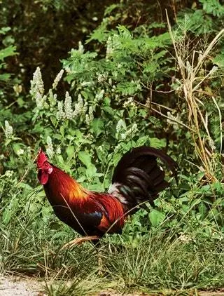 Это изображение может содержать Птица Птица Животное Курица Птица Петух Птица и Петух