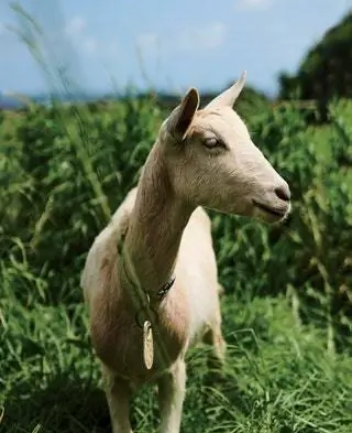 На изображении может находиться животное Лошадь Млекопитающее и коза