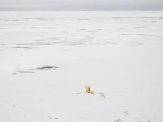 Изображение может содержать животных, млекопитающих и диких животных