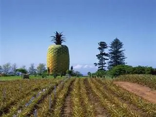 На изображении может находиться на улице природа растение и сельская местность